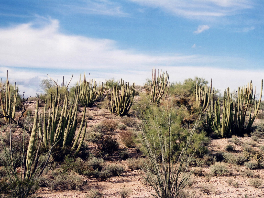 Group of organ pipe cacti