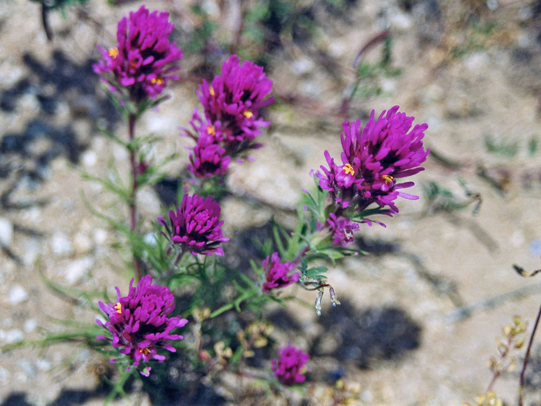 Common owls clover