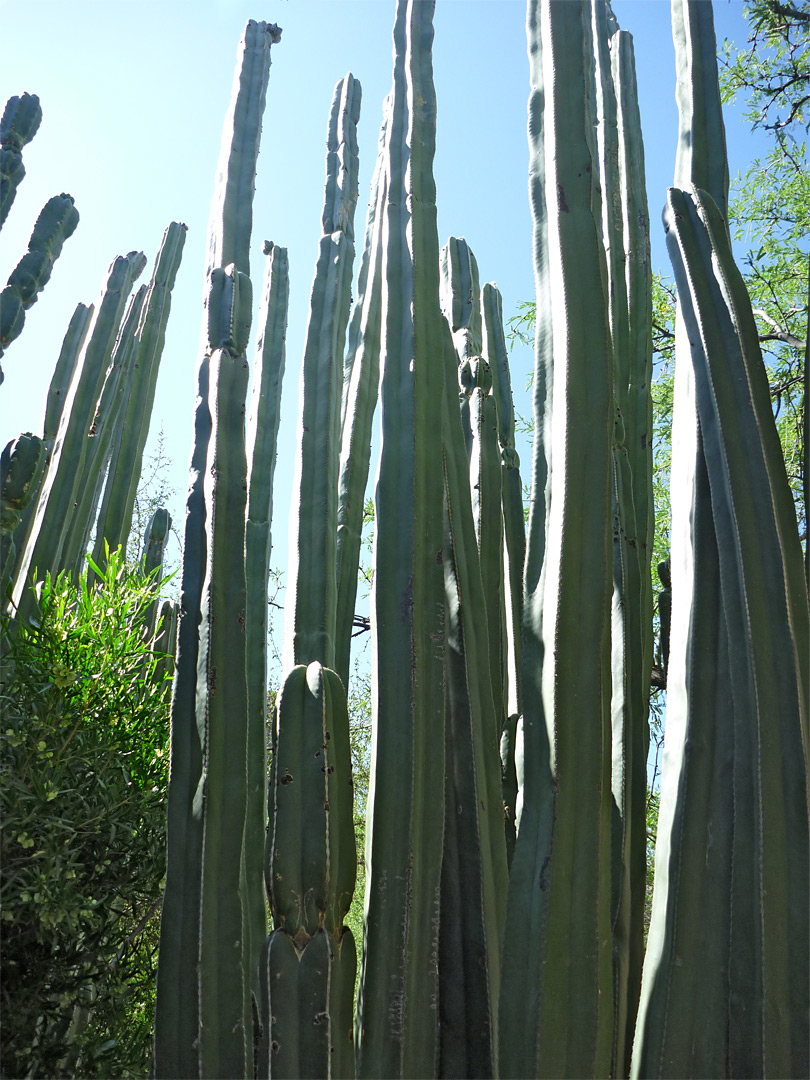 Pachycereus marginatus