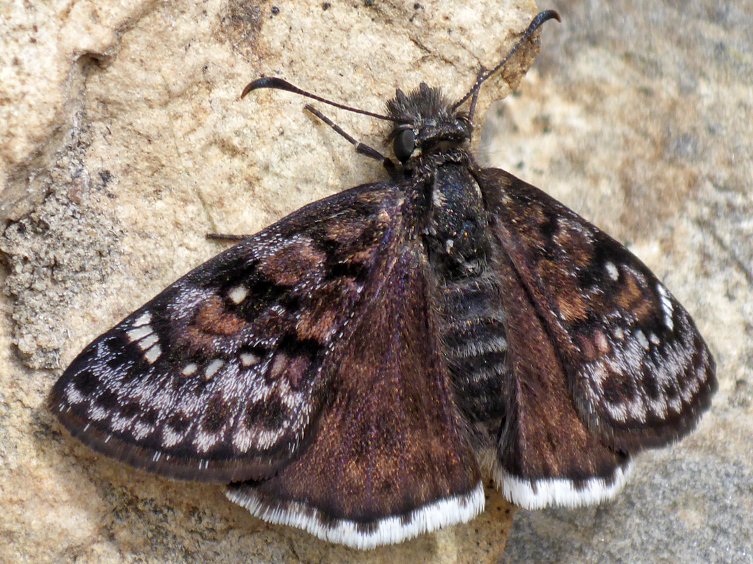 Duskywing butterfly