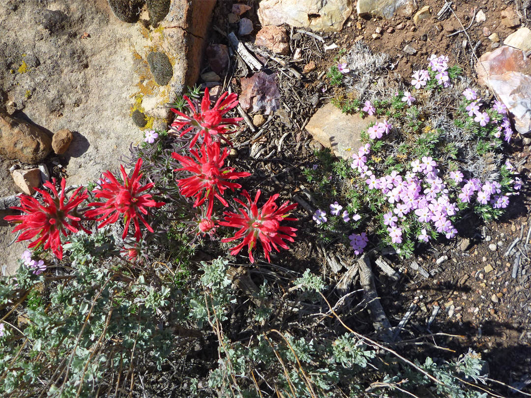 Phlox and Indian paintbrush