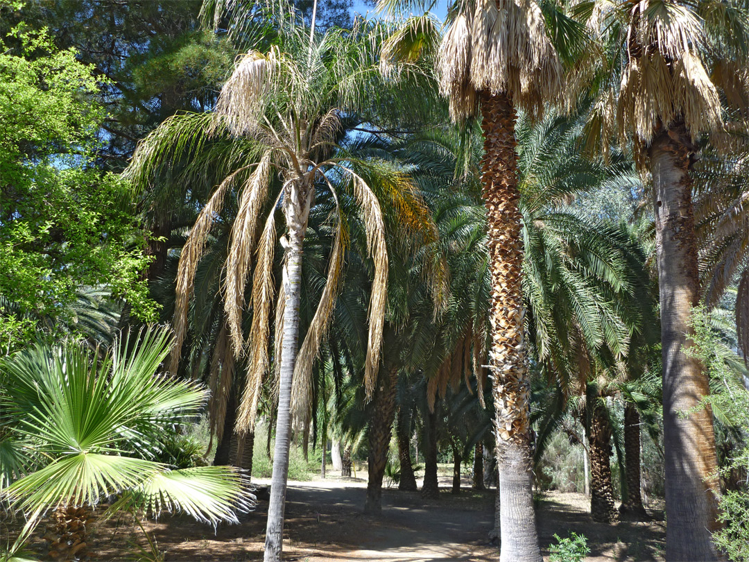 Grove of palm trees