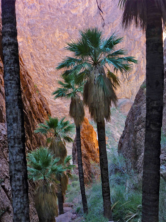 Group of palms