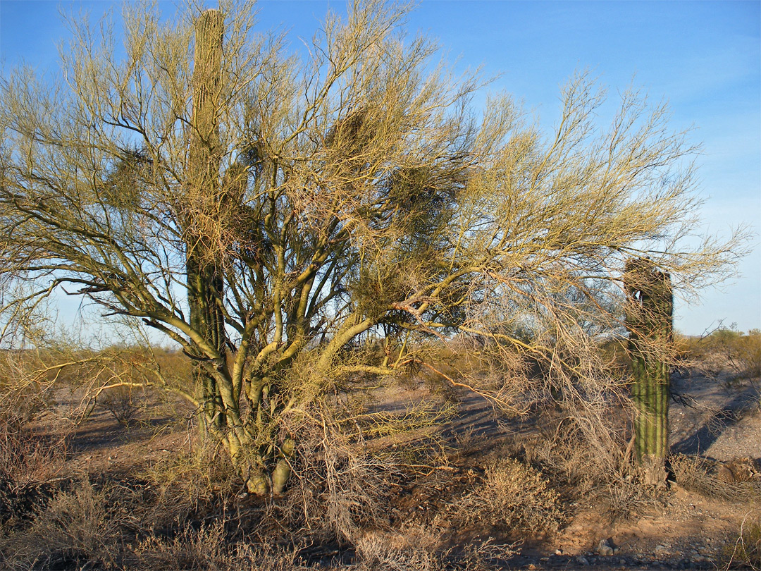 Palo verde