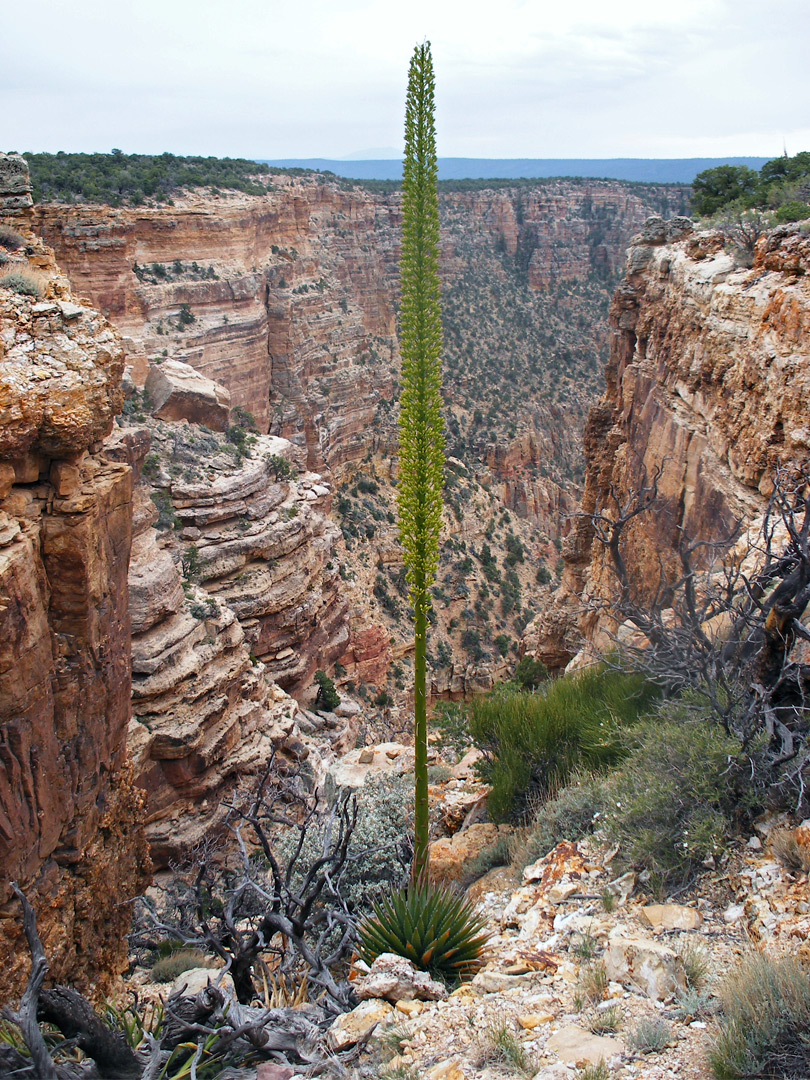 Tall flower stalk