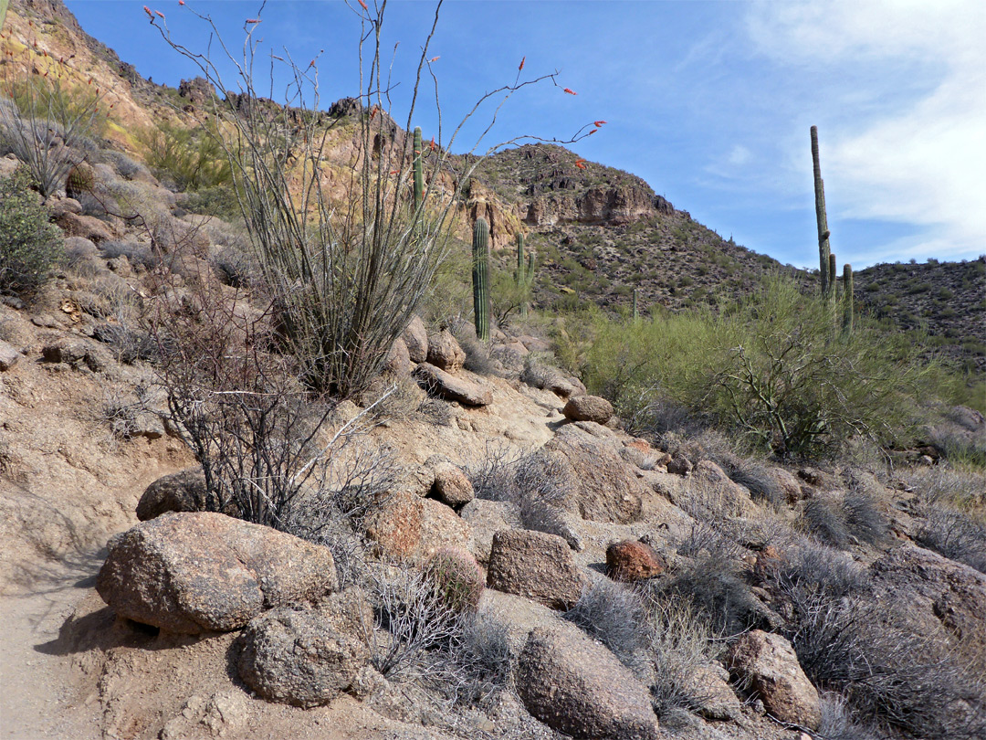 Ocotillo