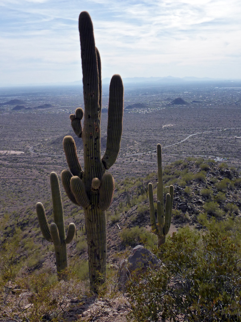 Saguaro on a ridge