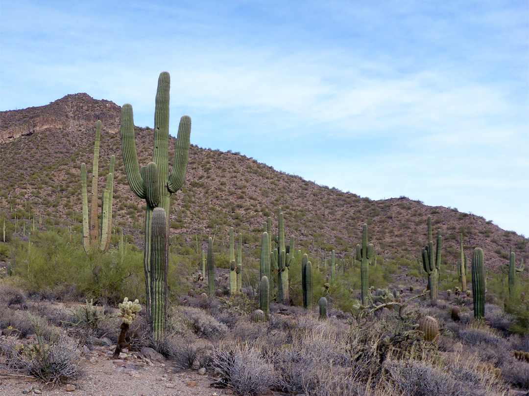 Many saguaro