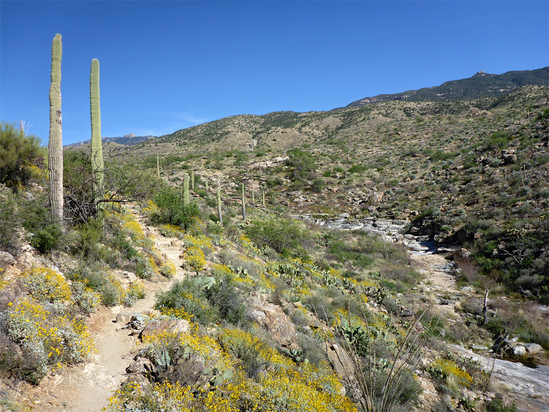 Saguaro and brittlebush