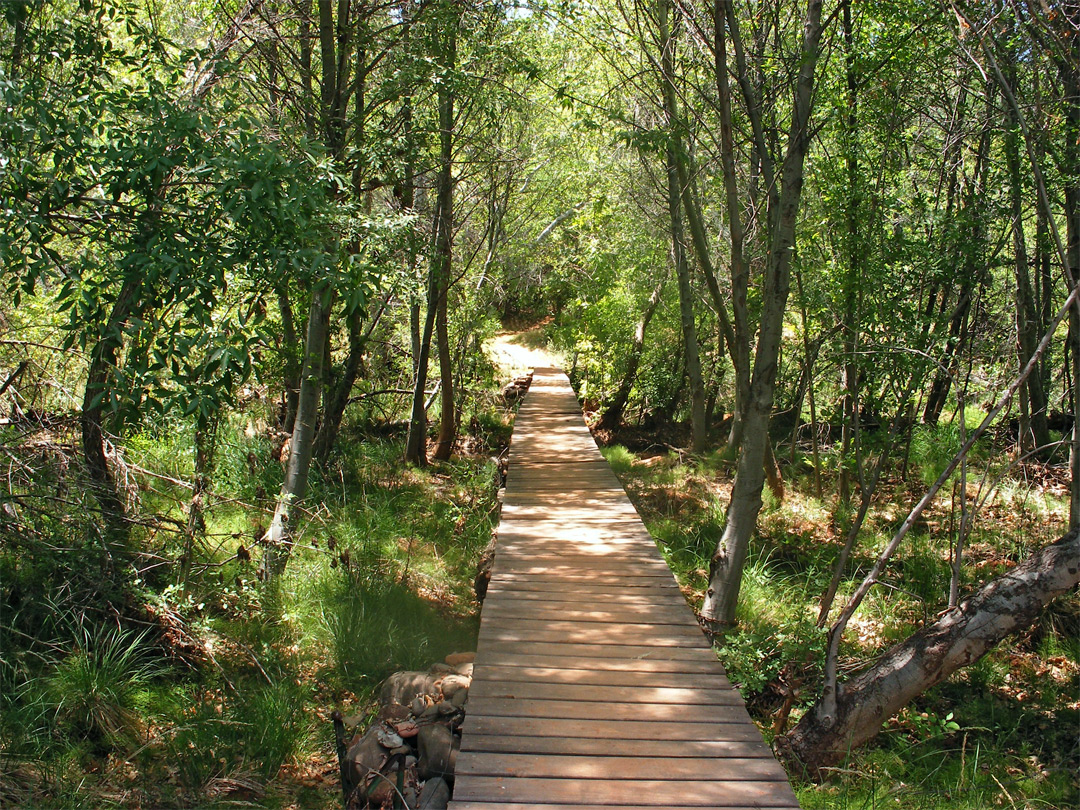 A shadowy path