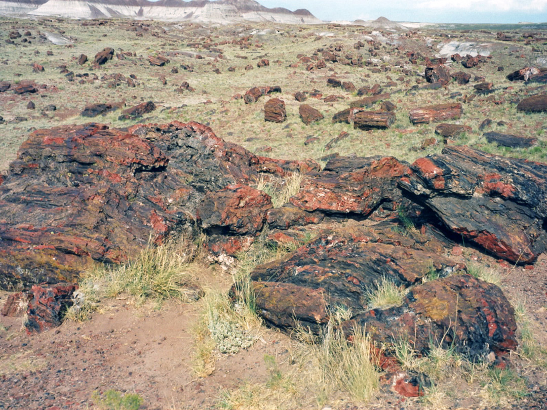 Whitish petrified wood