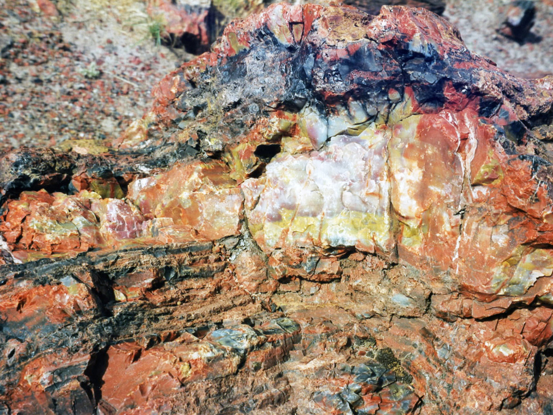 Petrified wood in Rainbow Forest