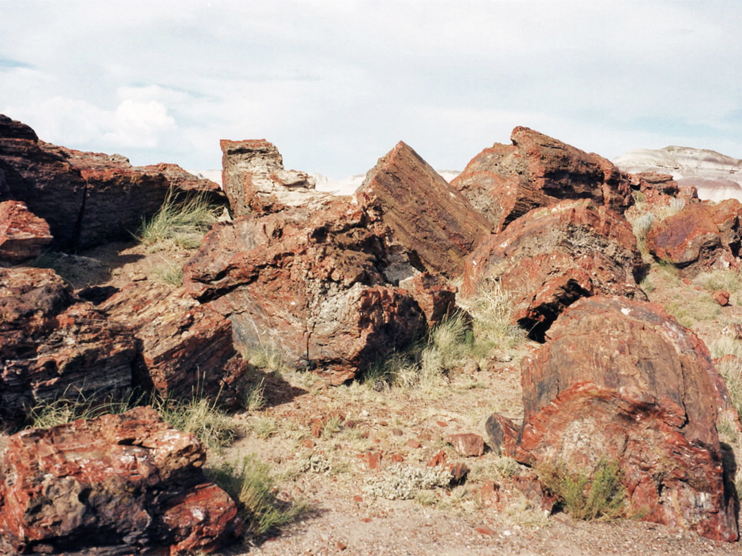 Petrified logs