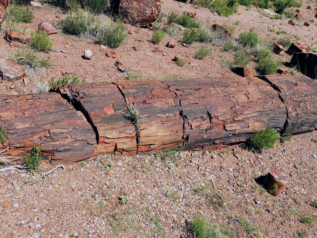 Long trunk