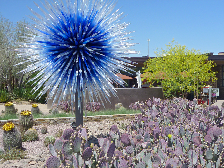 Desert Botanical Garden