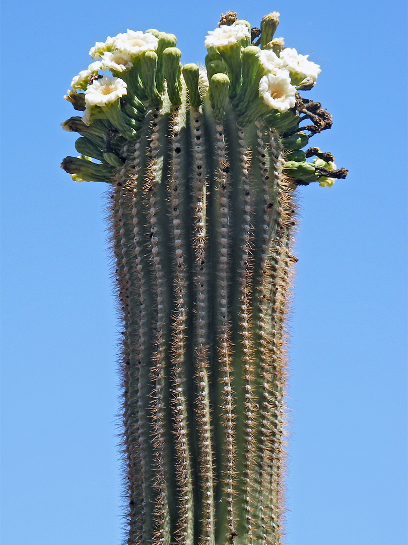 Saguaro in flower