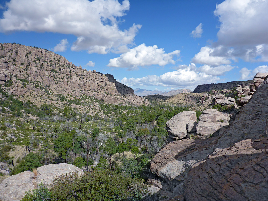 Tree-lined valley