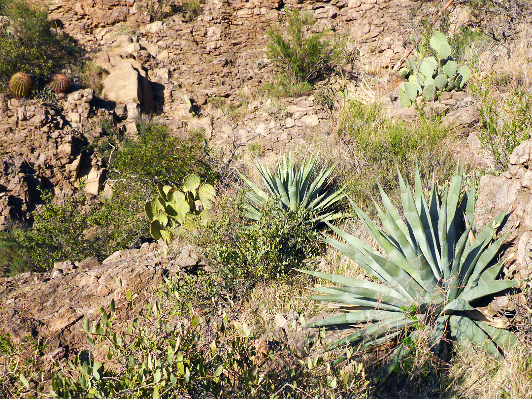 Desert plants