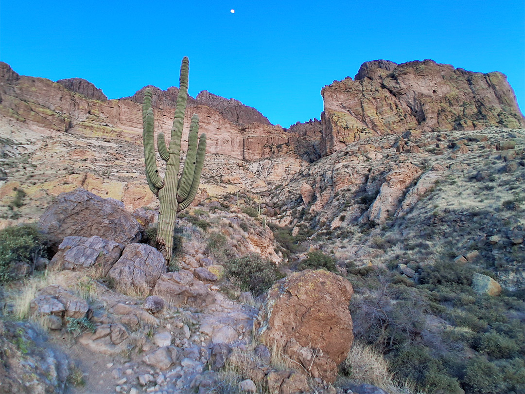 Saguaro and boulders