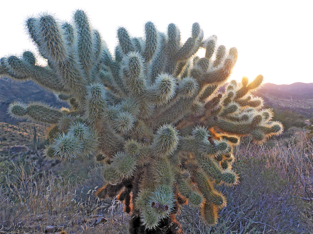 Cholla