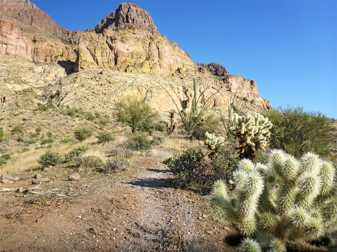 Teddy bear cholla