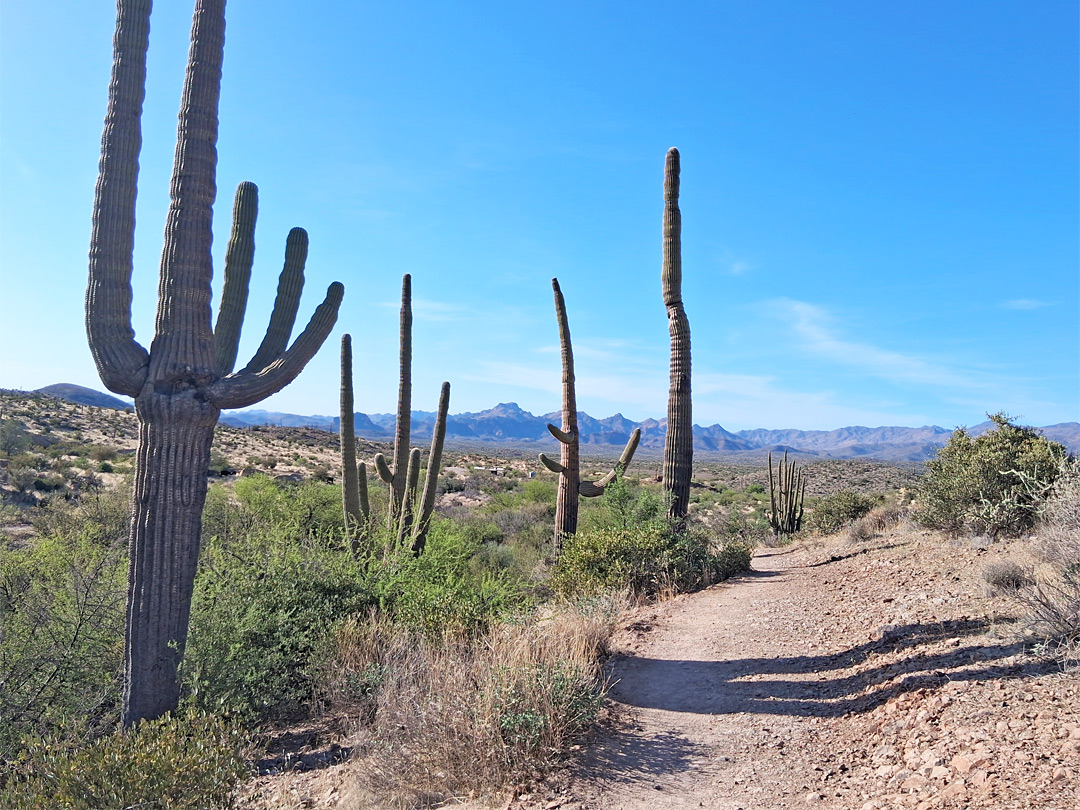 Saguaro by the trail