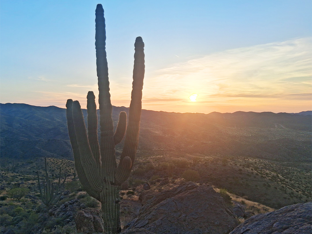 Saguaro at sunset