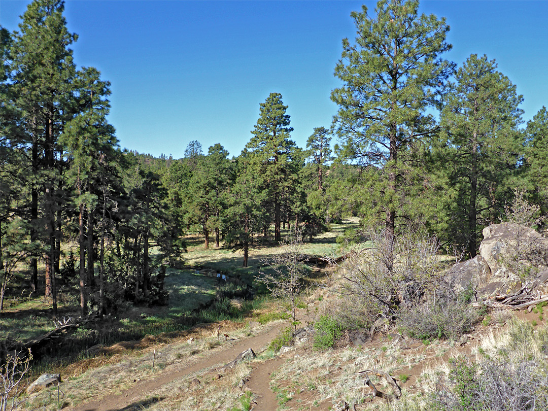 Sparse woodland