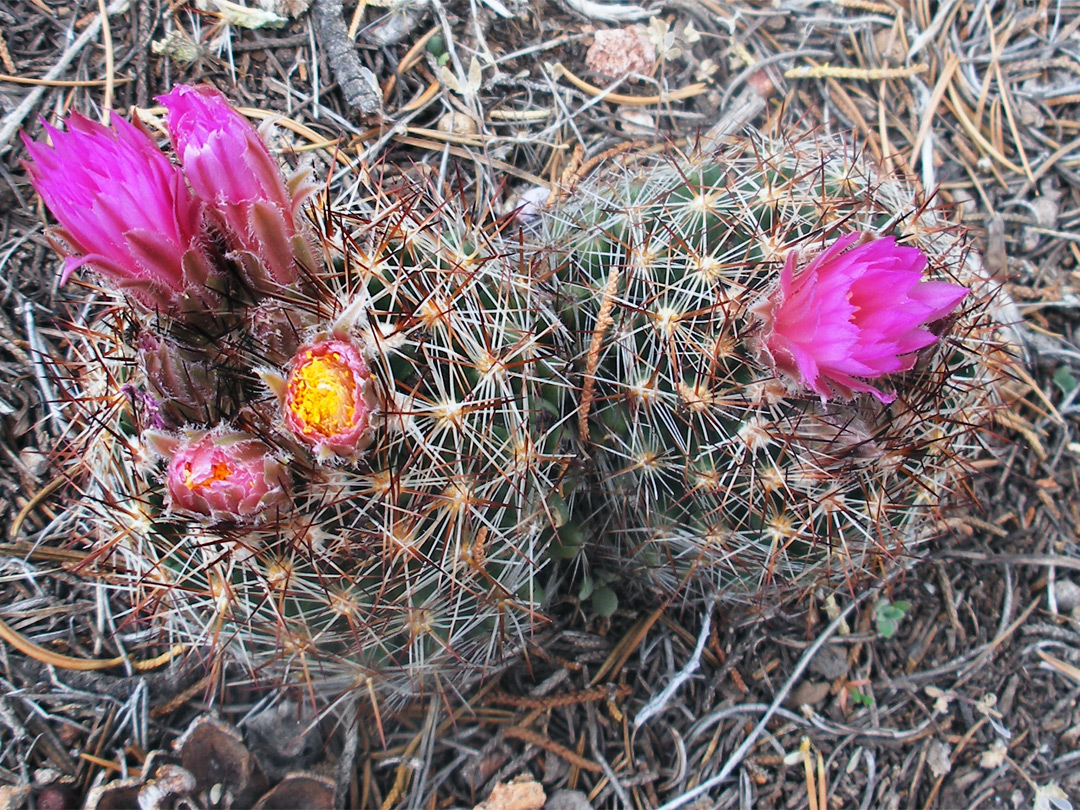 Pink flowers