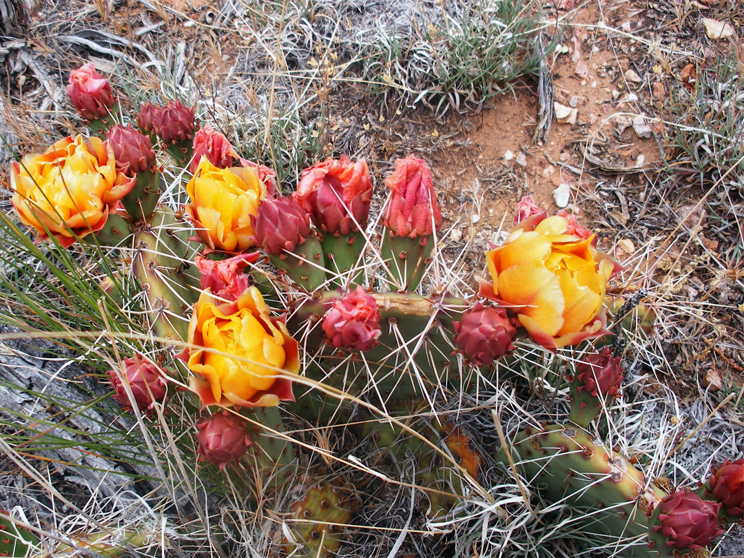 Opuntia cactus