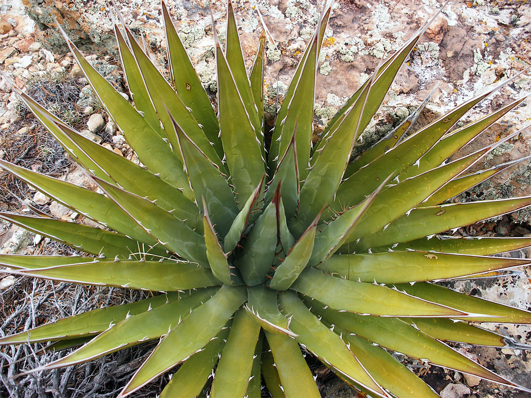 Agave