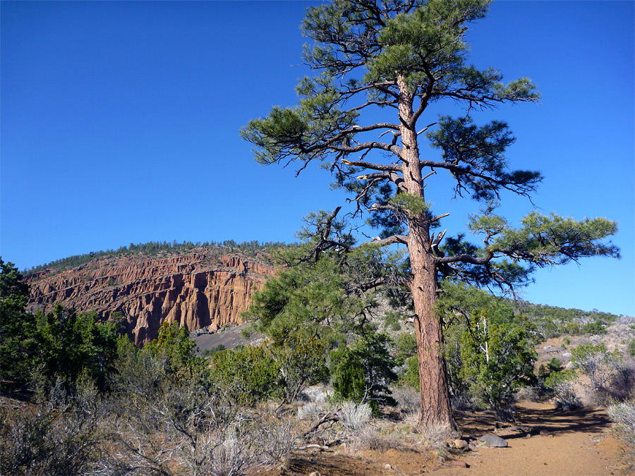 Ponderosa pine