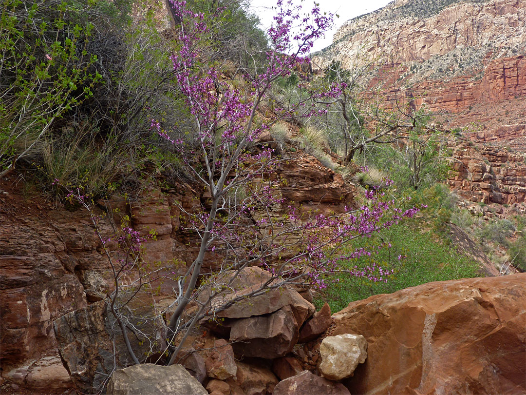 Pink-flowered shrub