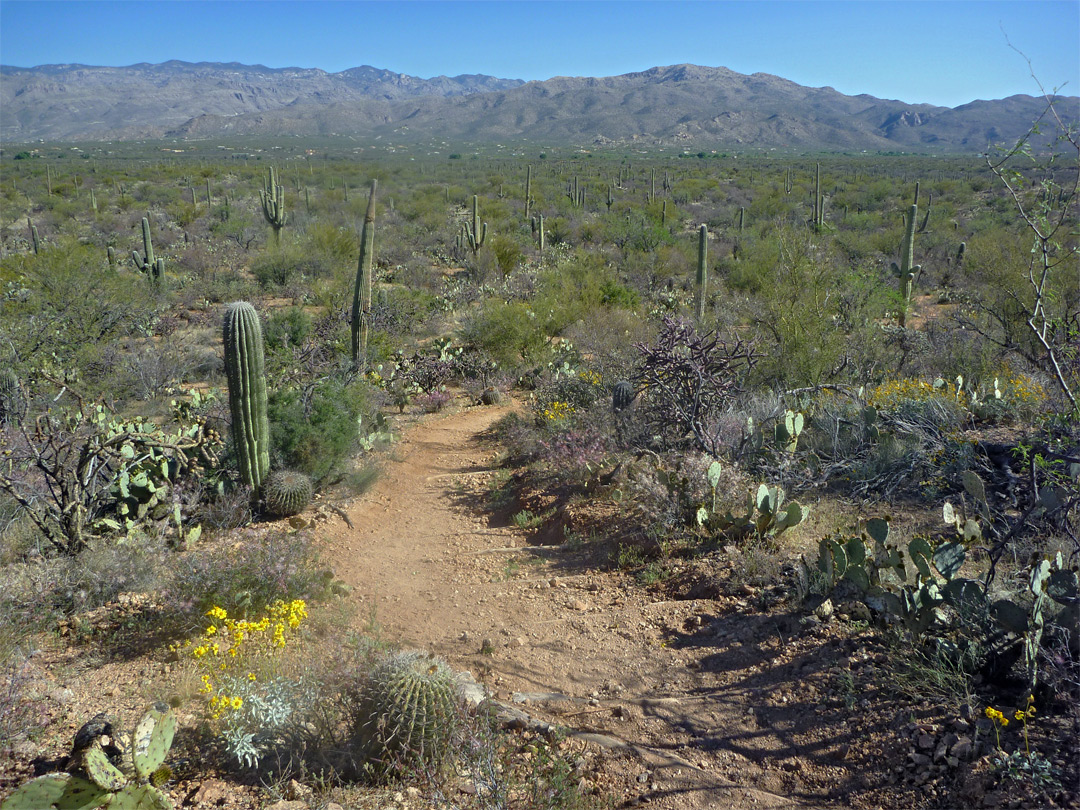 Saguaro National Park