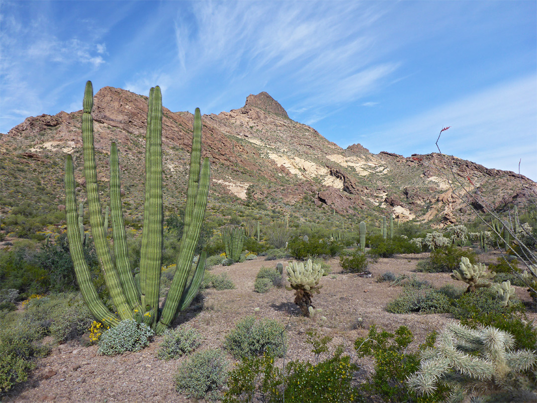 Organ pipe and cholla