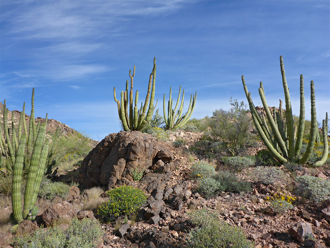 Group of organ pipes