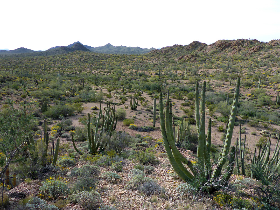 Cactus plain