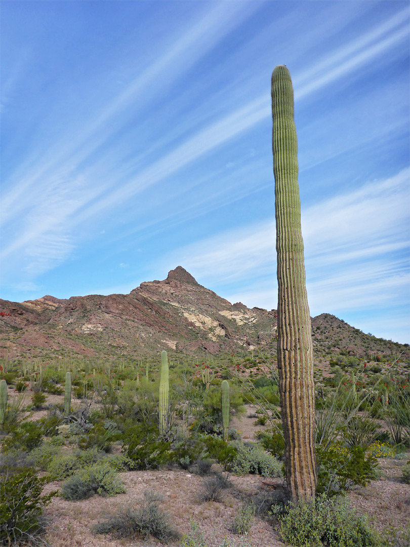 Tall saguaro cactus