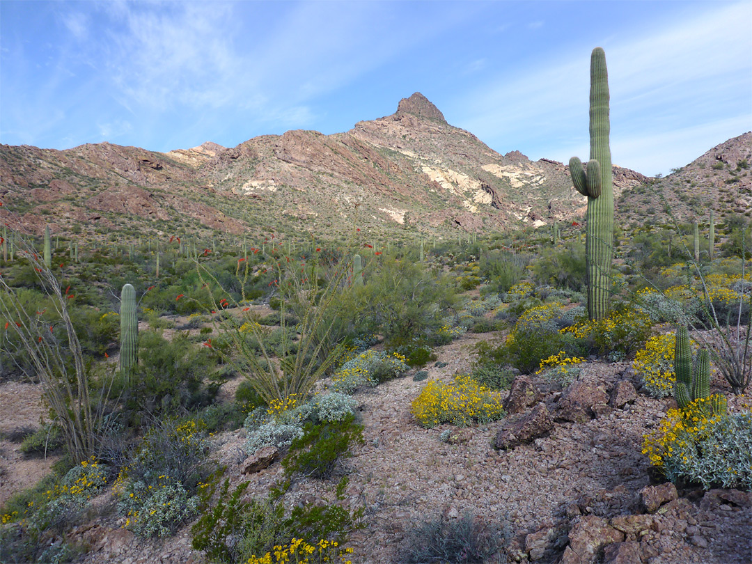 Desert plants