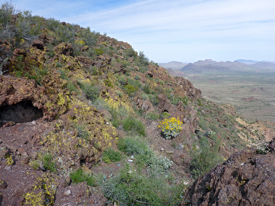 Yellow lichen