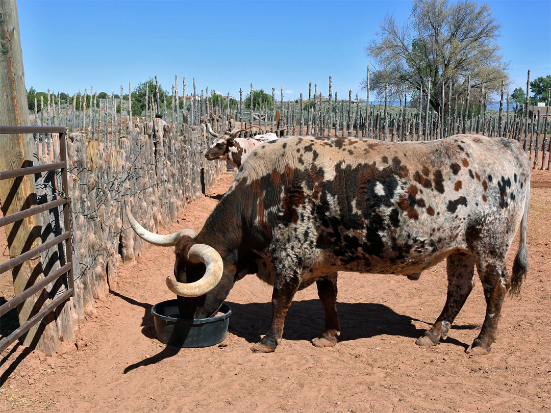 Texas longhorns