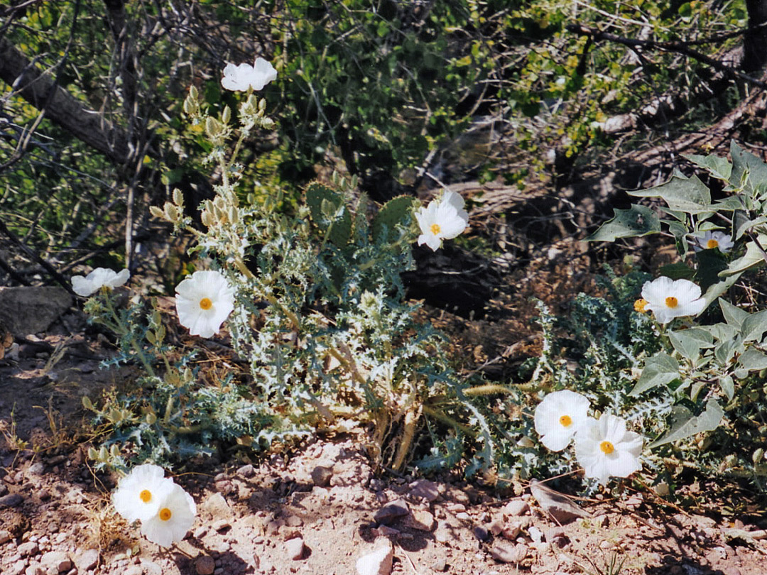 Prickly poppy