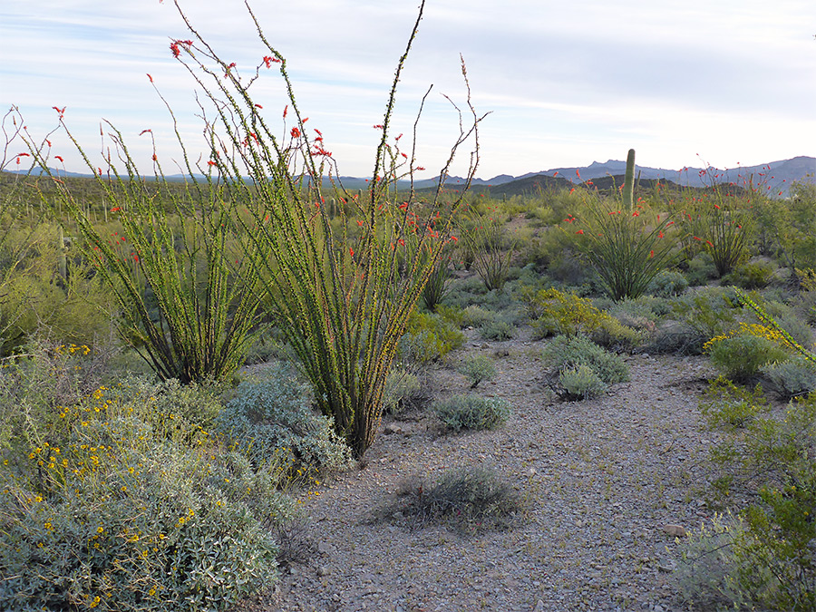 Ocotillo in flower