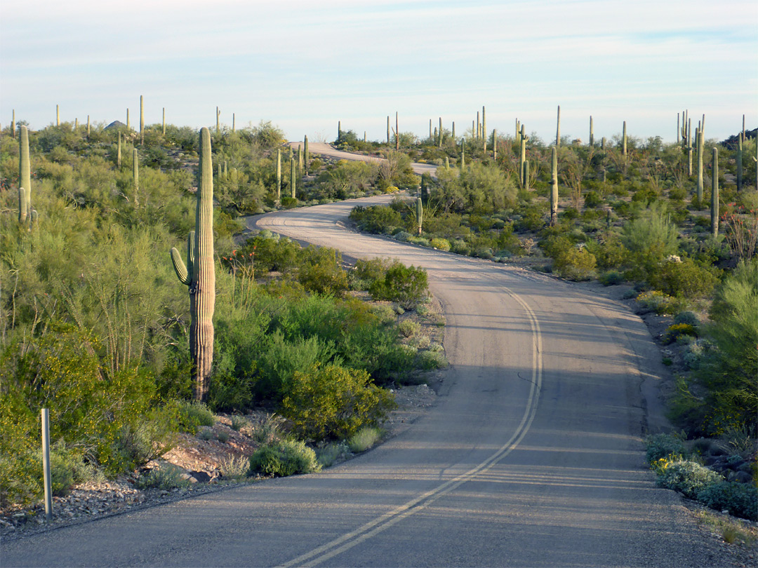 Curves on Puerto Blanco Road