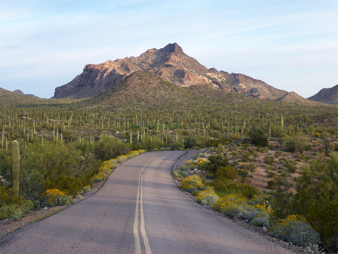 Saguaro beneath Pinkley Peak