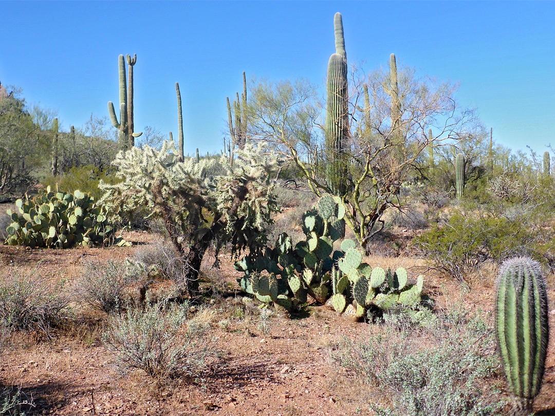 Cacti