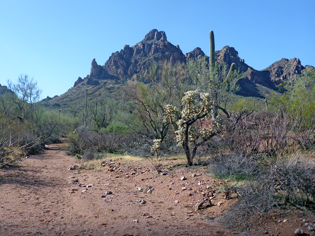 Cholla and palo verde