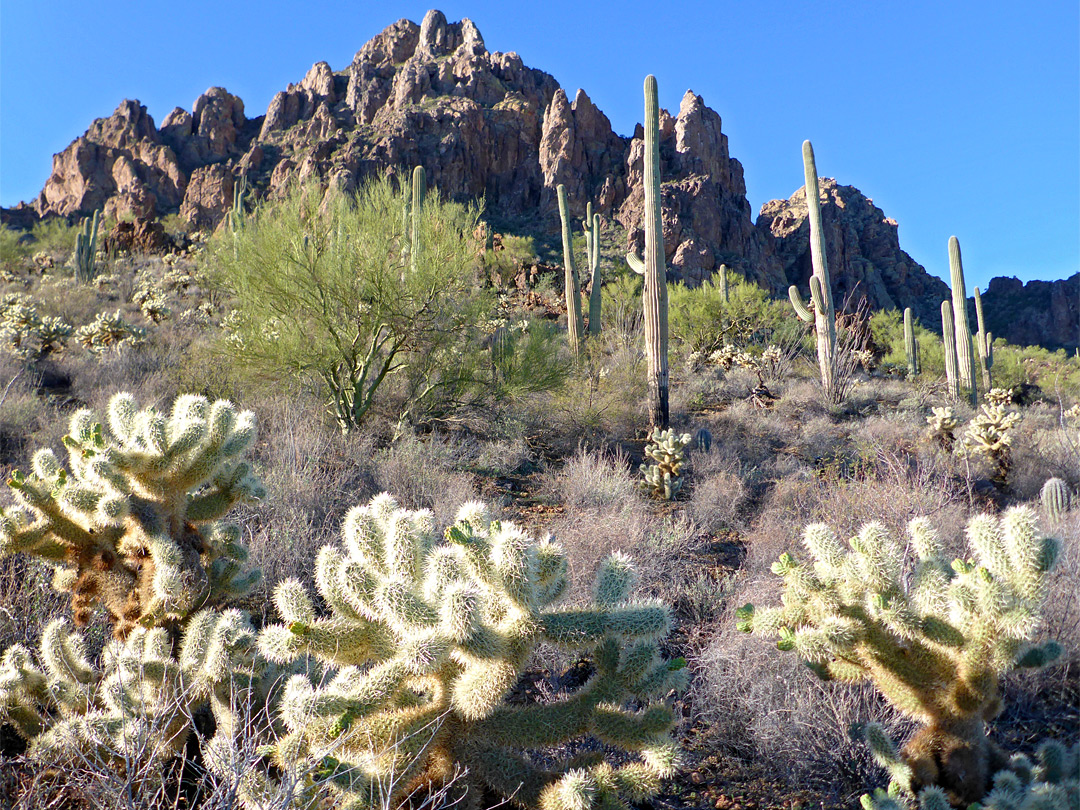 Saguaro and cholla