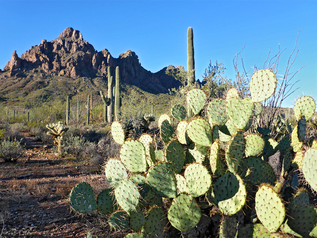 Opuntia