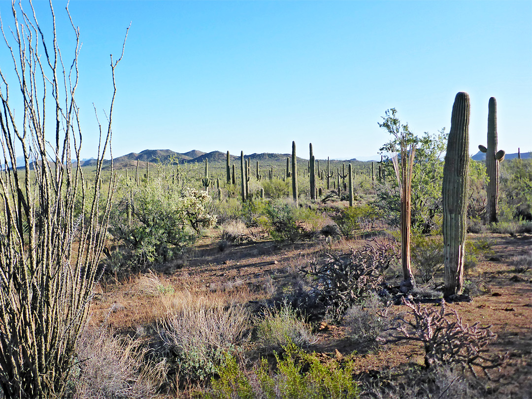 Saguaro plain